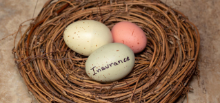 Nest with eggs, insurance concept.